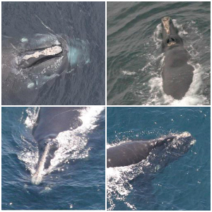 Kaggle Right Whale Recognition